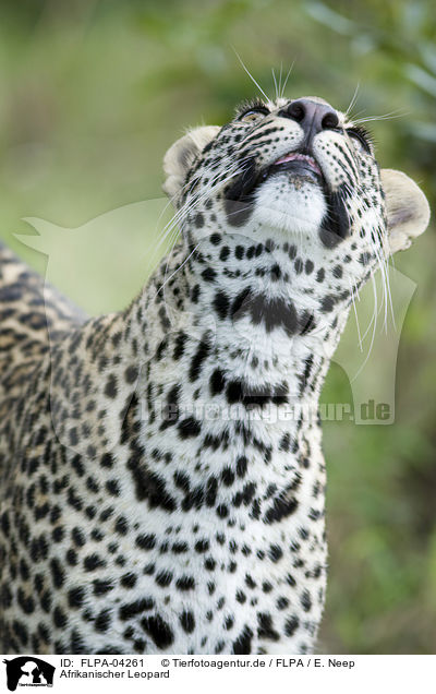 Afrikanischer Leopard / African leopard / FLPA-04261