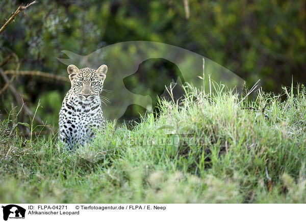 Afrikanischer Leopard / FLPA-04271