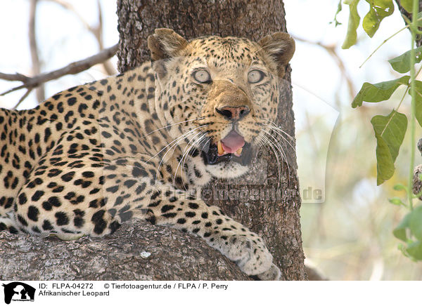 Afrikanischer Leopard / African leopard / FLPA-04272