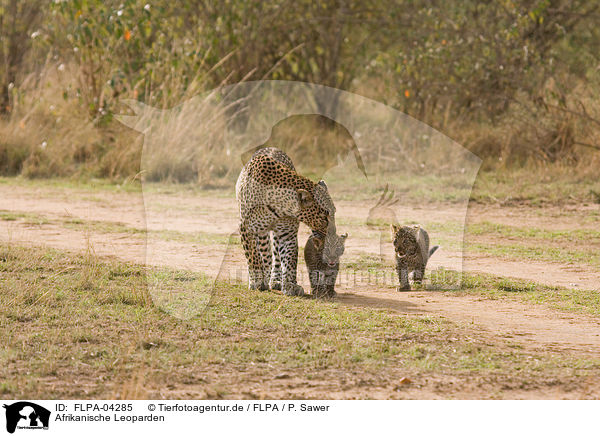 Afrikanische Leoparden / African leopards / FLPA-04285