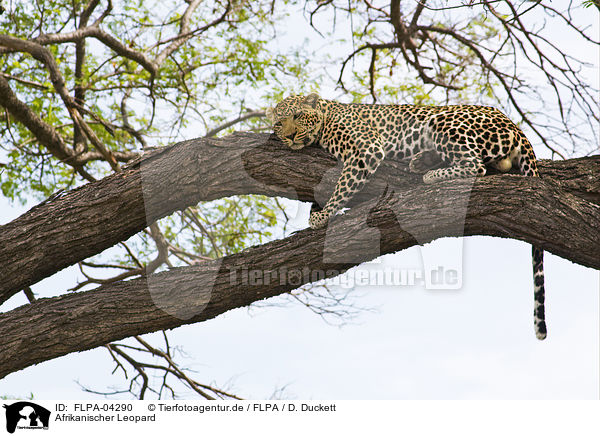 Afrikanischer Leopard / African leopard / FLPA-04290