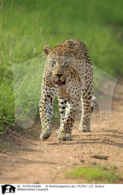 Afrikanischer Leopard / African leopard / FLPA-04299