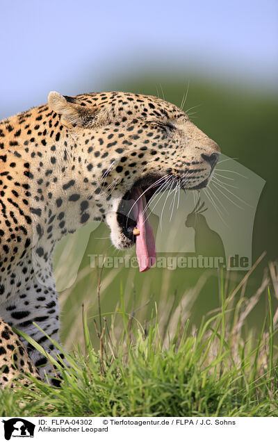 Afrikanischer Leopard / FLPA-04302