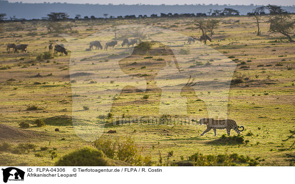 Afrikanischer Leopard / African leopard / FLPA-04306
