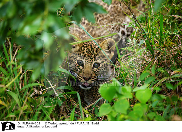junger Afrikanischer Leopard / young African leopard / FLPA-04308
