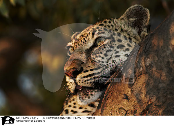 Afrikanischer Leopard / African leopard / FLPA-04312