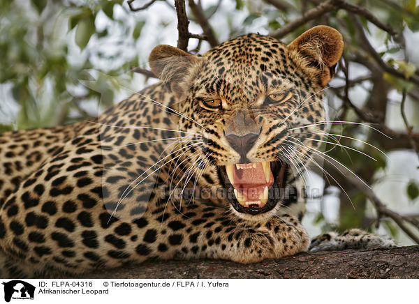 Afrikanischer Leopard / African leopard / FLPA-04316