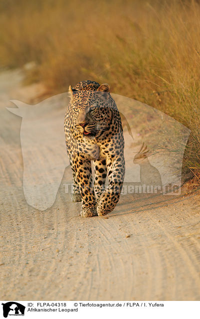 Afrikanischer Leopard / African leopard / FLPA-04318