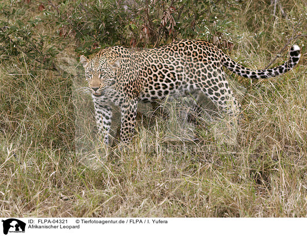 Afrikanischer Leopard / African leopard / FLPA-04321