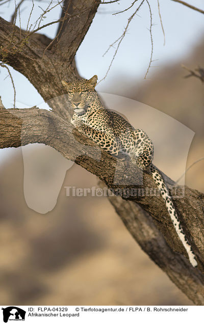 Afrikanischer Leopard / African leopard / FLPA-04329