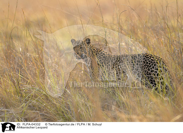 Afrikanischer Leopard / African leopard / FLPA-04332