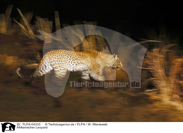 Afrikanischer Leopard / African leopard / FLPA-04333