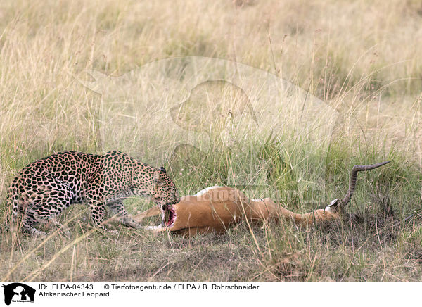Afrikanischer Leopard / African leopard / FLPA-04343