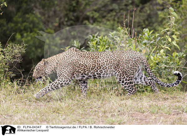 Afrikanischer Leopard / African leopard / FLPA-04347