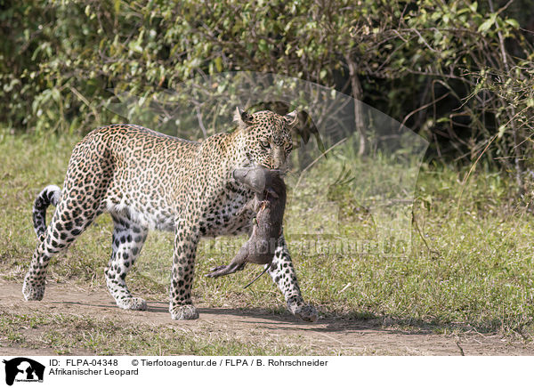 Afrikanischer Leopard / African leopard / FLPA-04348