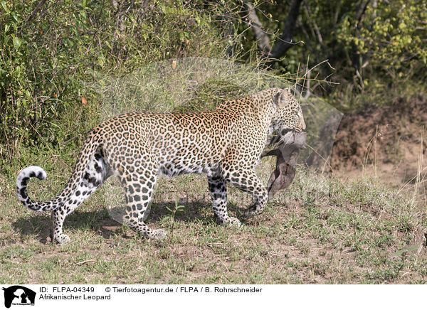 Afrikanischer Leopard / African leopard / FLPA-04349
