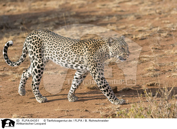 Afrikanischer Leopard / African leopard / FLPA-04351