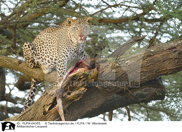 Afrikanischer Leopard / FLPA-04355