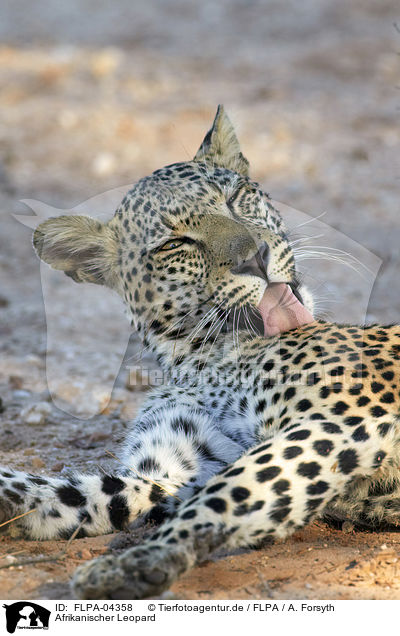 Afrikanischer Leopard / FLPA-04358