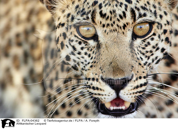 Afrikanischer Leopard / FLPA-04362