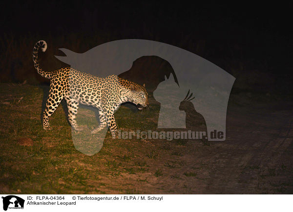 Afrikanischer Leopard / African leopard / FLPA-04364