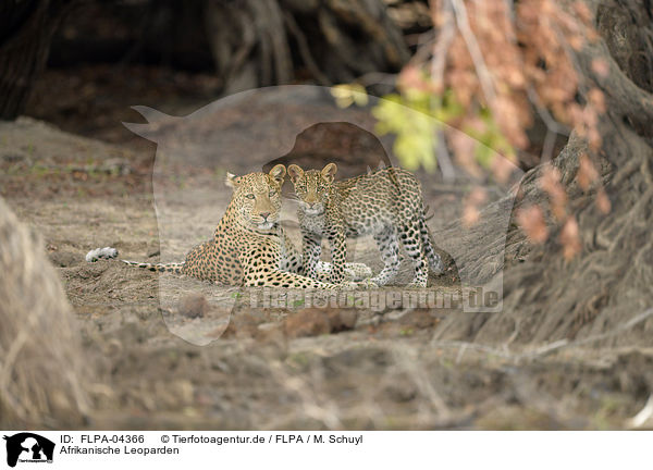 Afrikanische Leoparden / African leopards / FLPA-04366