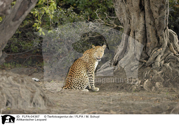 Afrikanischer Leopard / African leopard / FLPA-04367