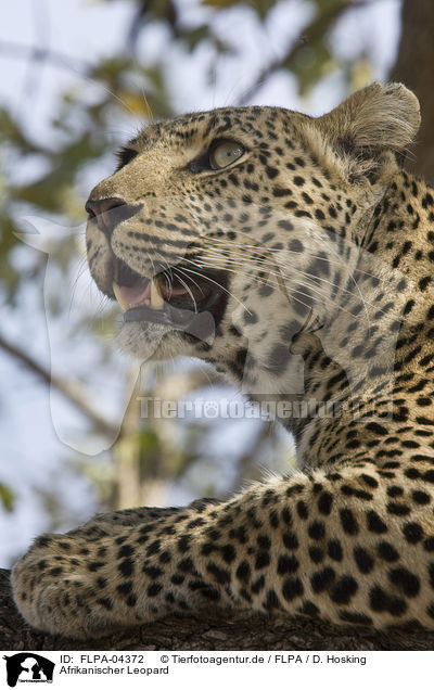 Afrikanischer Leopard / FLPA-04372