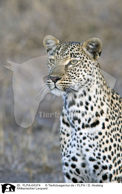 Afrikanischer Leopard / FLPA-04374