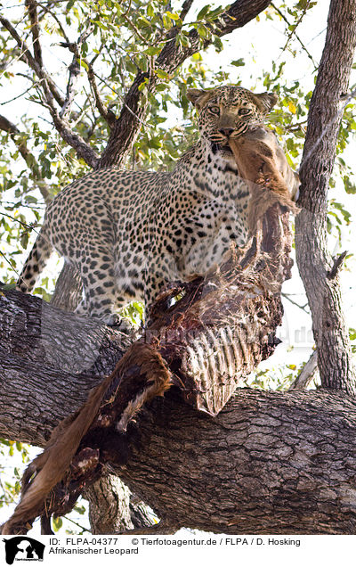 Afrikanischer Leopard / FLPA-04377