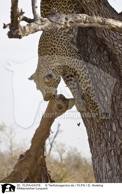 Afrikanischer Leopard / FLPA-04378