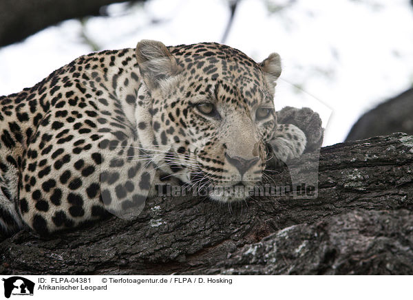 Afrikanischer Leopard / FLPA-04381