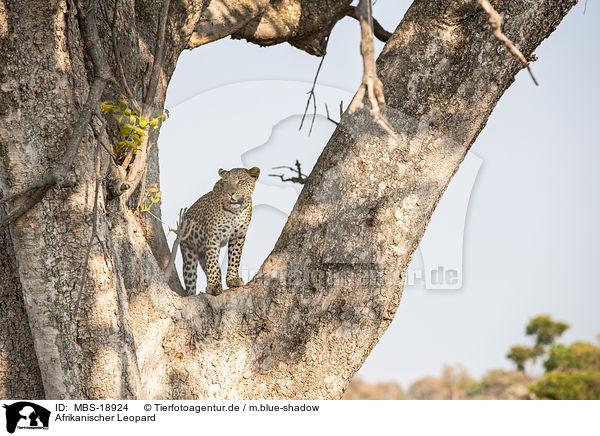 Afrikanischer Leopard / MBS-18924