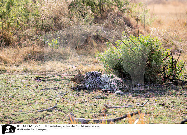 Afrikanischer Leopard / MBS-18927