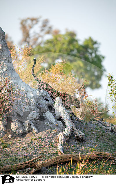 Afrikanischer Leopard / MBS-18928