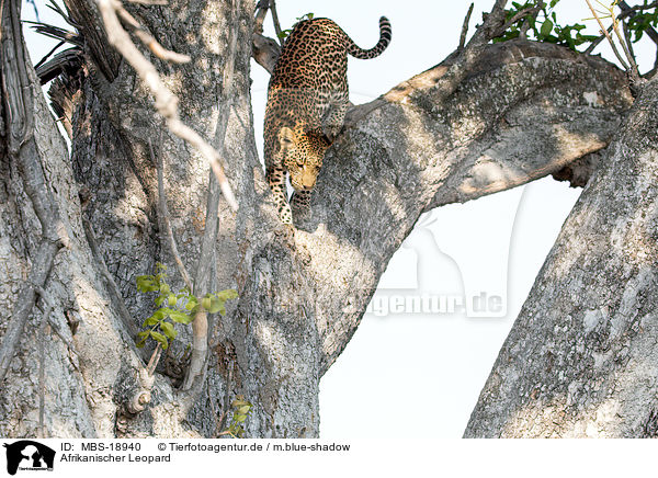 Afrikanischer Leopard / African leopard / MBS-18940