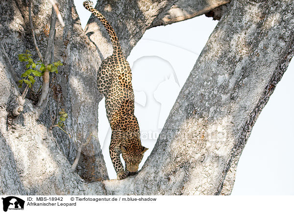 Afrikanischer Leopard / African leopard / MBS-18942