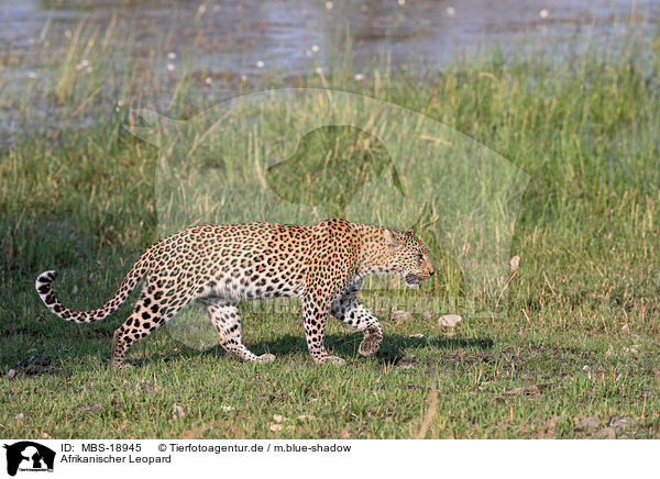 Afrikanischer Leopard / African leopard / MBS-18945