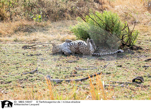 Afrikanischer Leopard / African leopard / MBS-18947
