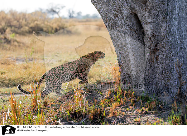 Afrikanischer Leopard / African leopard / MBS-18952