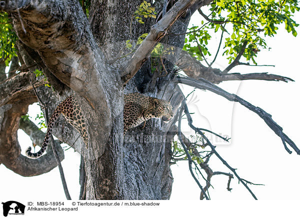 Afrikanischer Leopard / African leopard / MBS-18954