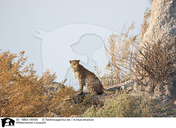 Afrikanischer Leopard / African leopard / MBS-18958