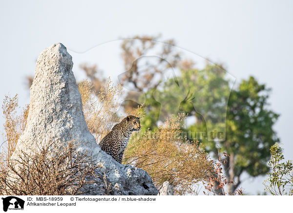 Afrikanischer Leopard / African leopard / MBS-18959