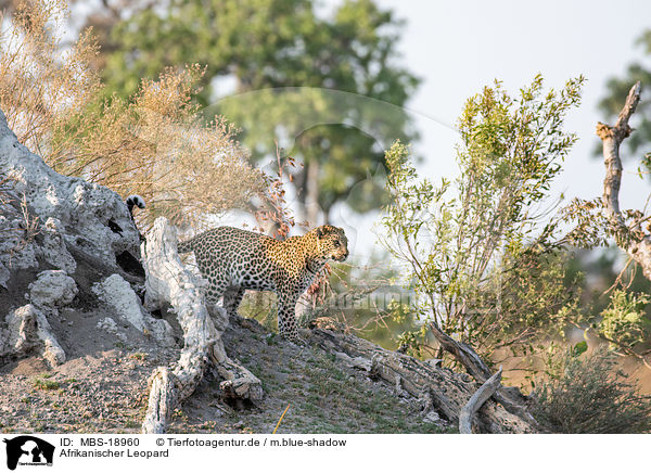 Afrikanischer Leopard / African leopard / MBS-18960