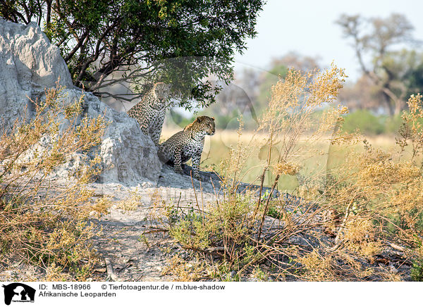 Afrikanische Leoparden / African leopards / MBS-18966