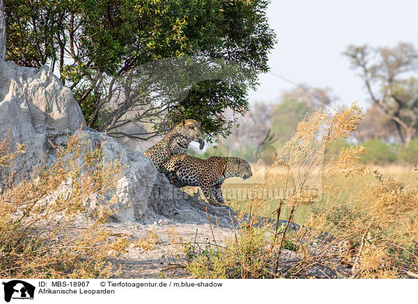 Afrikanische Leoparden / MBS-18967