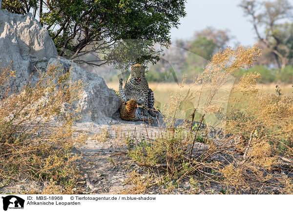 Afrikanische Leoparden / African leopards / MBS-18968