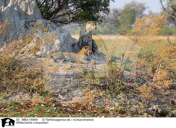 Afrikanische Leoparden / MBS-18969