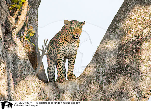 Afrikanischer Leopard / African leopard / MBS-18974