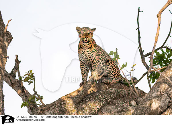 Afrikanischer Leopard / African leopard / MBS-18975